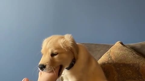 A cute golden retriever