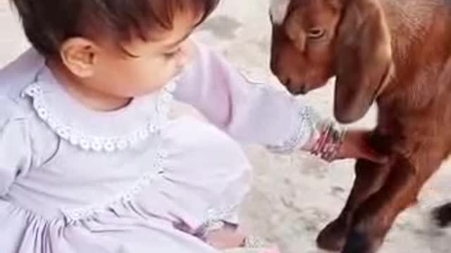 Kids goat 🐐 fight