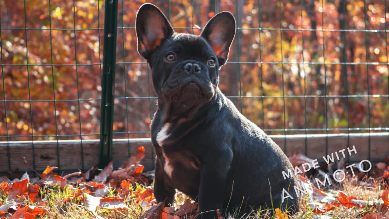 Cute French Bulldog