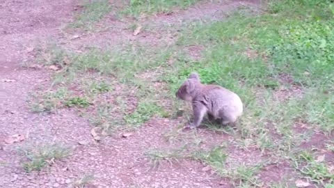 Koala baby rescue-3