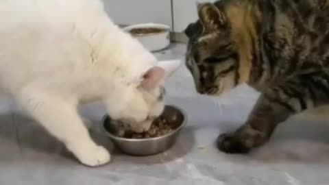 Cats share his food 🤣🤣 || funny video 😂🤣