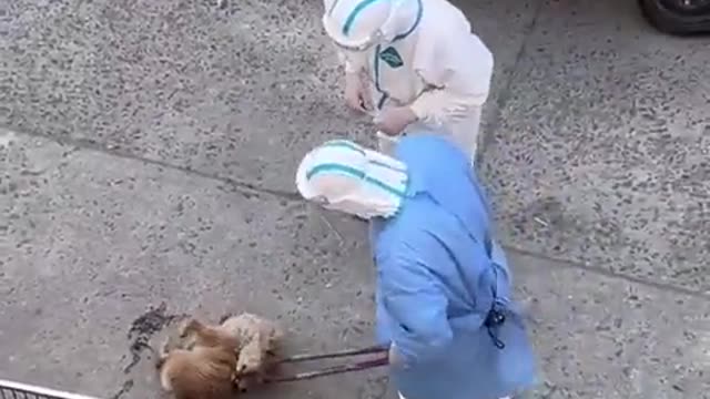 Welcome to Shanghai. They’re killing the cats and dogs of anyone with COVID. It’s for your health
