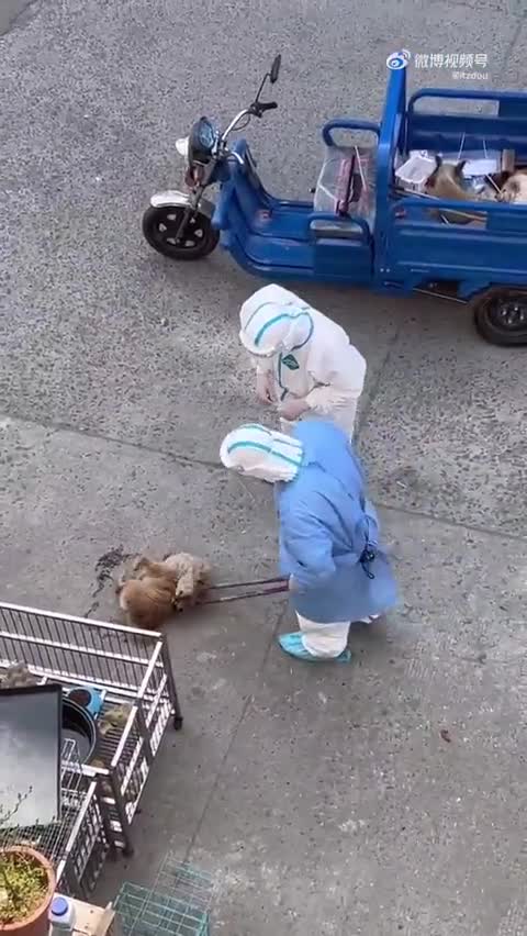 Welcome to Shanghai. They’re killing the cats and dogs of anyone with COVID. It’s for your health