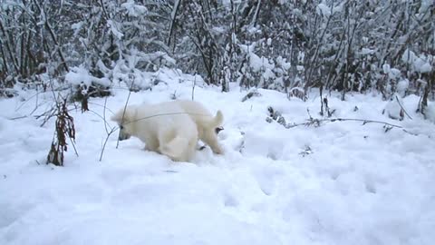 White Swiss Shepherd