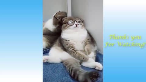 OMG Cute Pets And Funny Animal Compilation - Pets Garden