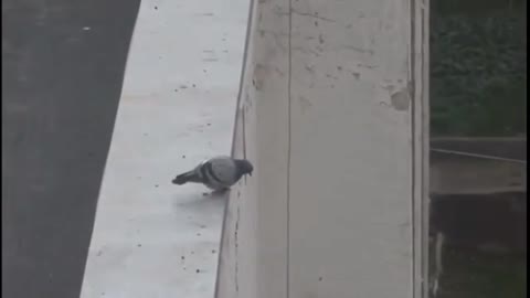 Pigeon funny video 😂😂😂
