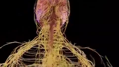 HUMAN NERVOUS SYSTEM FROM THE INSIDE
