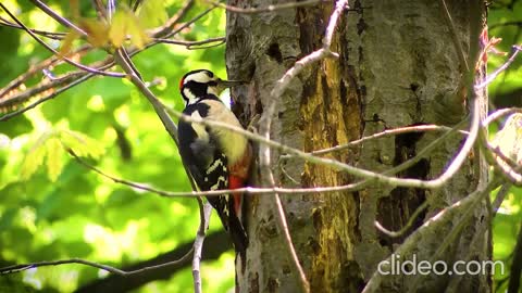 Birds Relaxation Sounds and Beautiful music