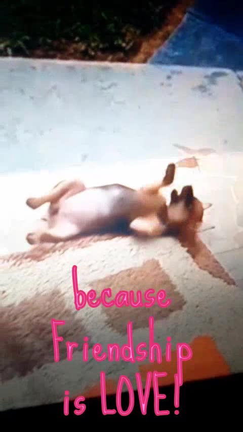 Friendship Never is Improbable! ( A Amizade Nunca é Improvável)