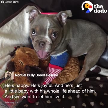 Puppy Dumped Because He Was Born Different | The Dodo