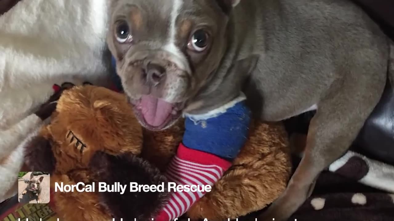 Puppy Dumped Because He Was Born Different | The Dodo