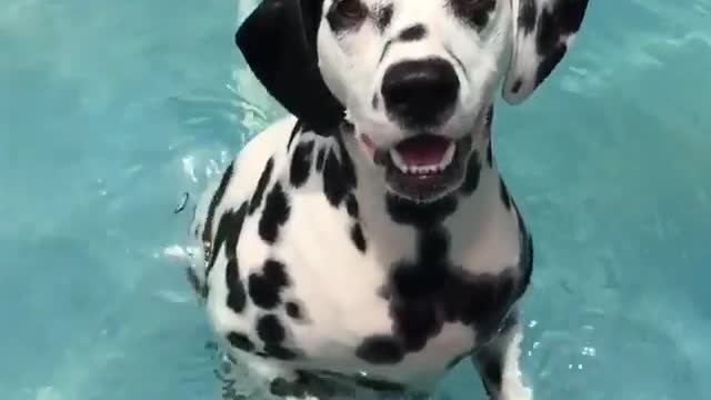 Dalmatian dog treads water in a pool