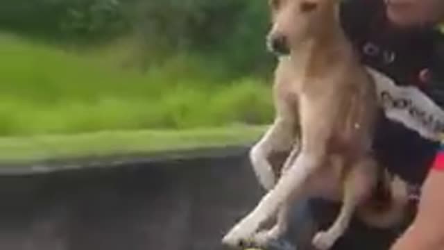 Hero Cyclist Scoops Up Abandoned Puppy, Brings Him Along For The Ride