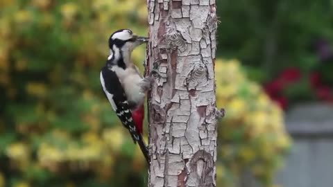 Amazing birds life_ Natural life_ Bird life