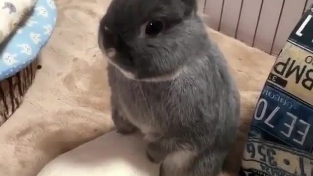 Little rabbit plays with toys.