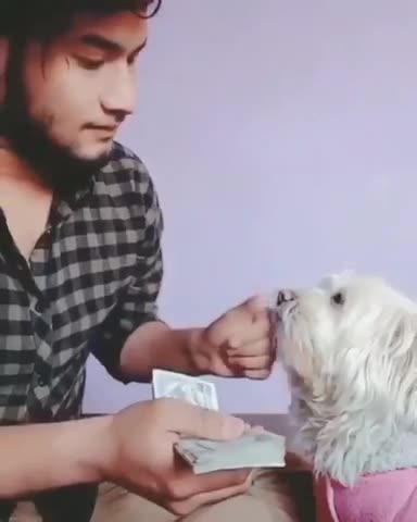 Smart dog helping to count money