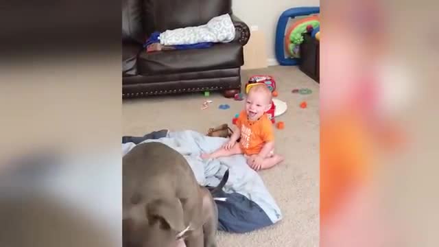 Cute dogs and baby are best friends