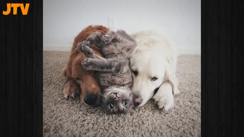 Can dogs and cats be good friends?