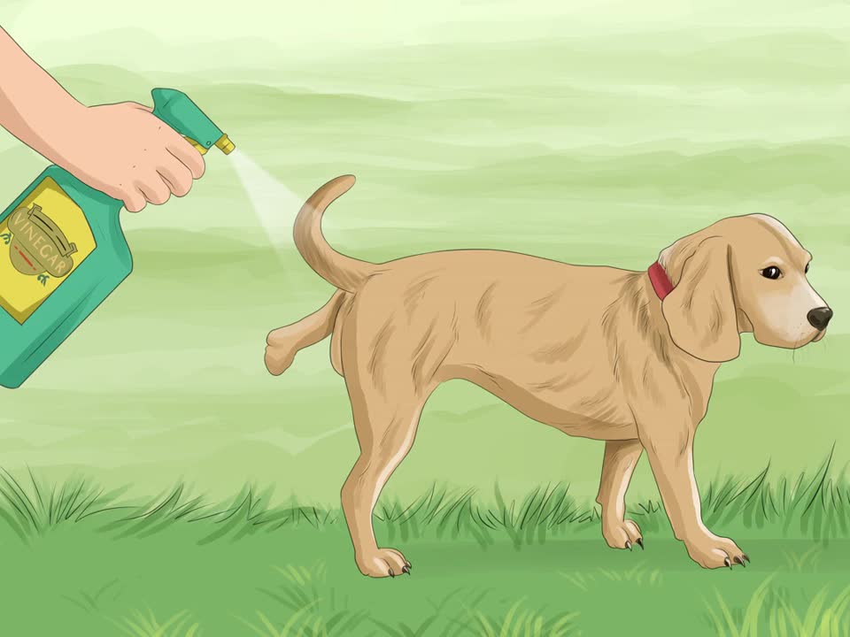 Keep Dogs Off of your Lawn