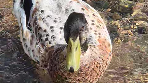 Cute Ducks
