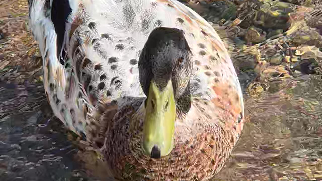 Cute Ducks