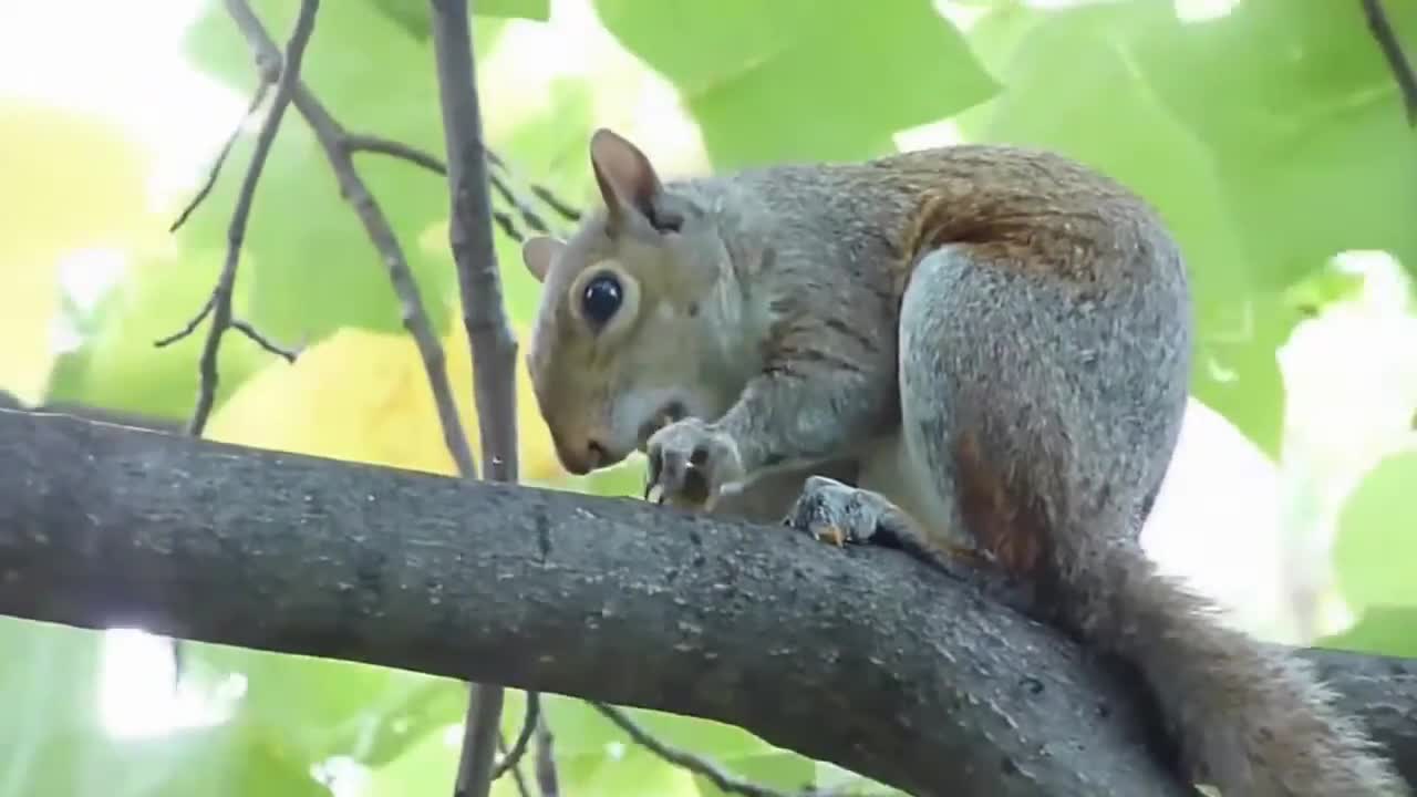 Cute and Funny Squirrels