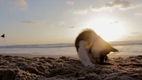 An energetic, cheerful little dog