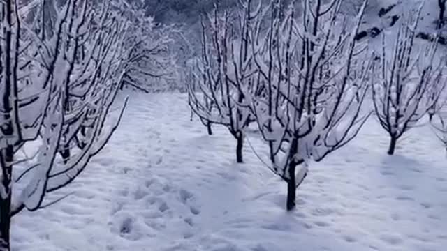 Morning snowfall view in India