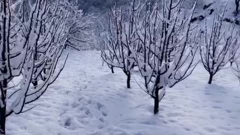 Morning snowfall view in India