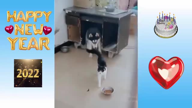 Cute cat and dog fighting for the same place