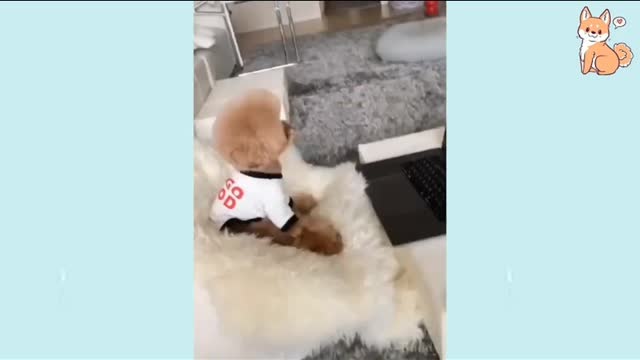 Playing puppy