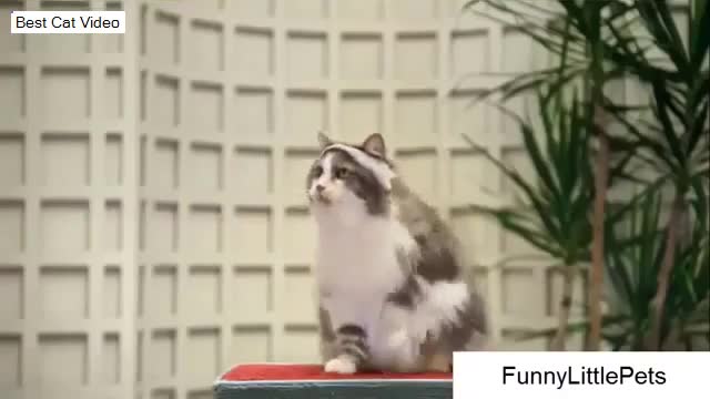 CAT FUNNY VIDEOS ( TRY NOT LAUGH )