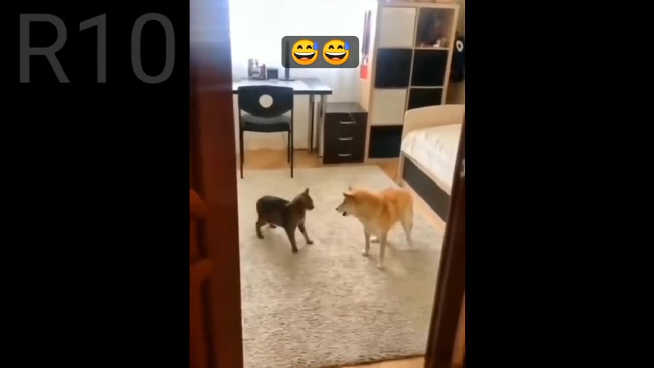 Cat and dog funny clips 😂 Funny pets life #5