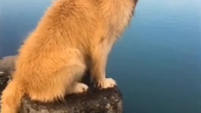 Wow dogs jump in water