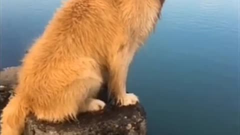 Wow dogs jump in water