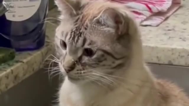 Funny cats video