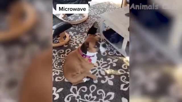 Funny Animal Videos 2022 😂 - Funniest Dogs And Cats Videos 😺😍