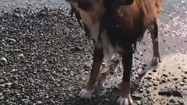 Brown dog shaking water off in slow motion