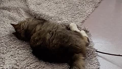 Cat Playing on Carpet