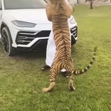 tiger