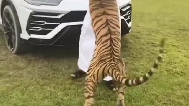 tiger