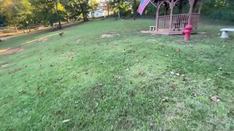Doberman Attacking Pitbull