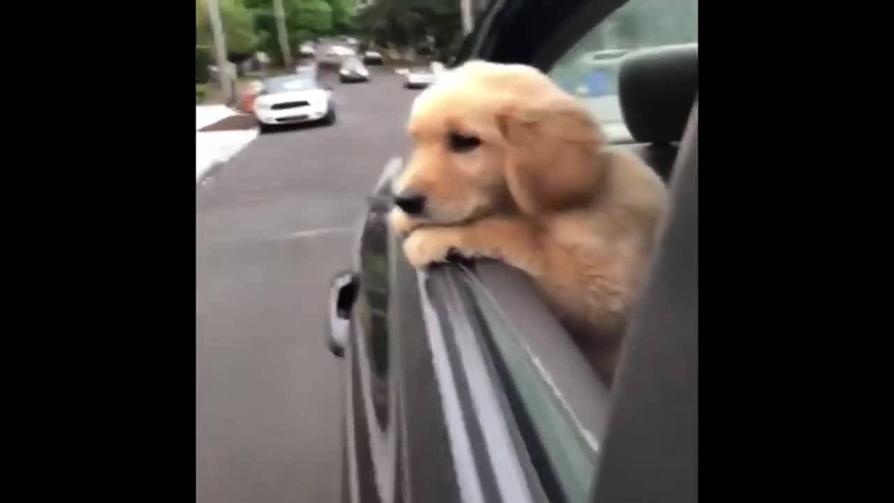 baby dogs funny moments kids familly
