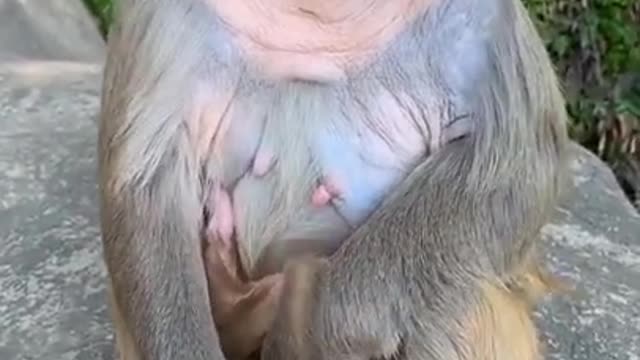 Protection of wild animals # Funny animals #People and nature.mp4