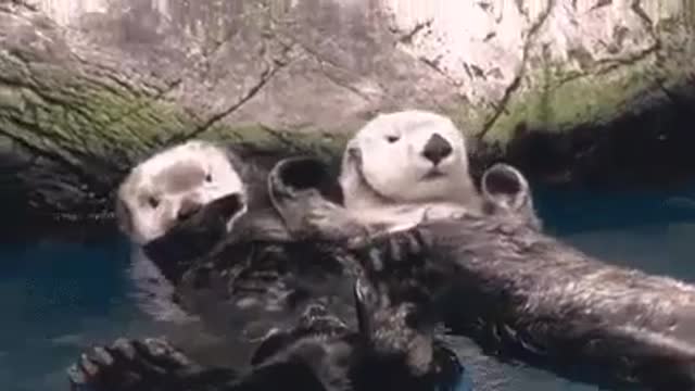 Otter Couple Holding Hands While Swimming SWEETEST THING