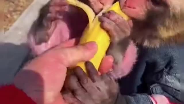 Monkey Eating the Banana Fruits on the Way