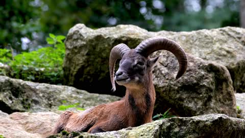 Wild Goat Eating on Rock