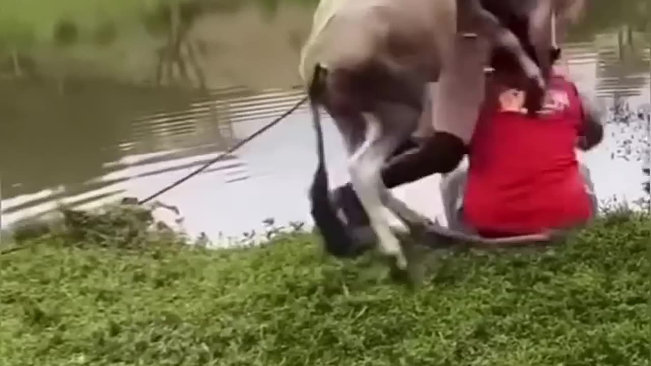funy video / amazing video