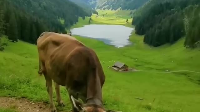 Cow enjoying the Swiss alps