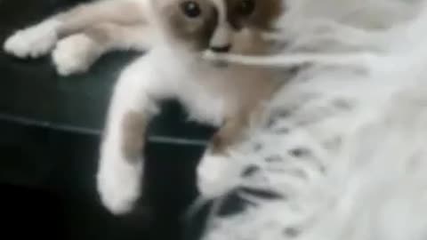 animated puppy cat